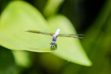Closeup of dragonfly on leaf