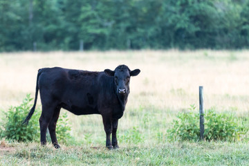 Black Cow Looking