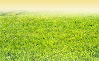 Fototapeta na wymiar Field of green grass 
