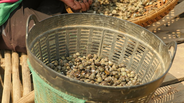 Woman sorting river clams out from rocks in a bamboo basket and keeping it in a basin ( close up )