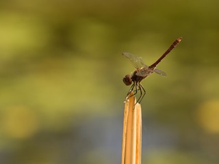 common darter dragonfly at rest on a twig 