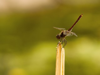 common darter dragonfly at rest on a twig 