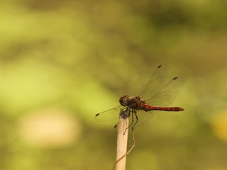 common darter dragonfly at rest on a twig 