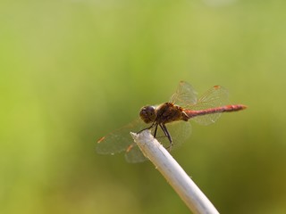 common darter dragonfly at rest on a twig 