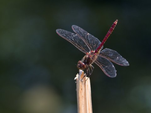 common darter dragonfly at rest on a twig 