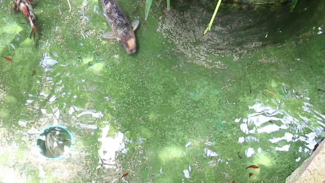 Fish swimming in water