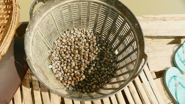 Close-up of a woman keeping river clams in a basin