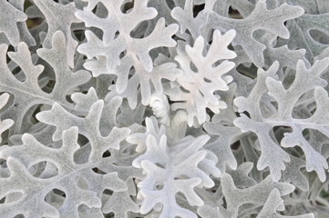 Leaves of cineraria flower in the garden