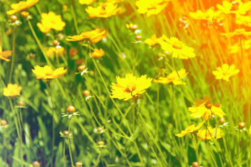 Cosmos flowers with sunlight