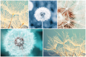Fototapety  Piękny kolaż przyrody z kwiatami mniszka lekarskiego