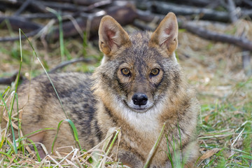 Golden jackal (Canis aureus)