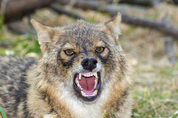 Golden jackal (Canis aureus)