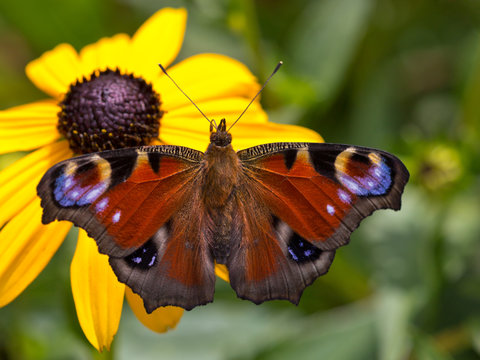 Peacock butterfly (Aglais io) perching on yellow coneflower