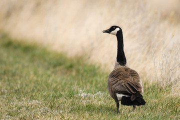 Canada Goose (Branta canadensis)