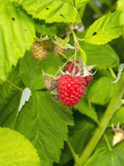 Raspberry (Rubus idaeus)