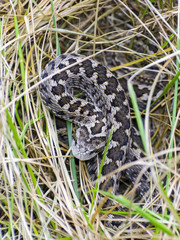 Hungarian meadow viper (Vipera ursinii rakosiensis)