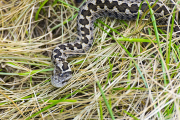 Hungarian meadow viper (Vipera ursinii rakosiensis)