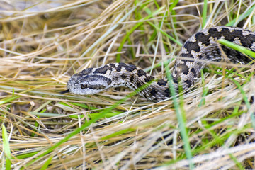 Hungarian meadow viper (Vipera ursinii rakosiensis)