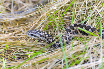 Hungarian meadow viper (Vipera ursinii rakosiensis)