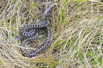 Hungarian meadow viper (Vipera ursinii rakosiensis)
