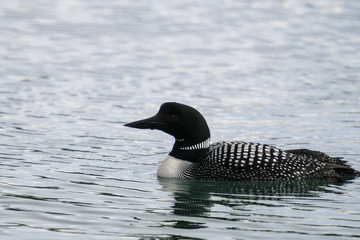 Common Loon (Gavia immer)
