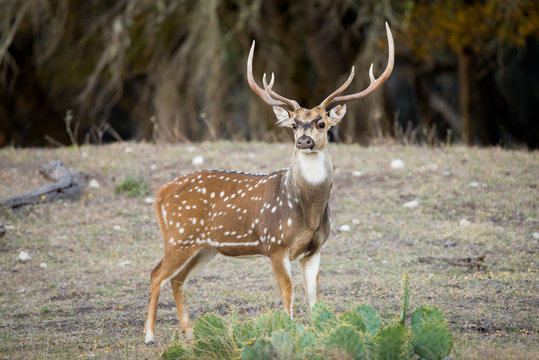Axis Buck