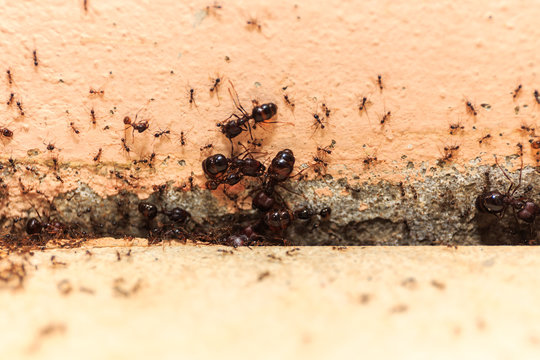 Beware crowd big ant,  they lived in the home