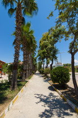 Fototapeta premium Palm alley.