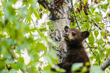 American Black Bear and Cub (Ursus americanus)