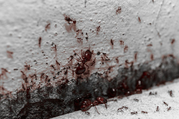 Beware crowd big ant,  they lived in the home