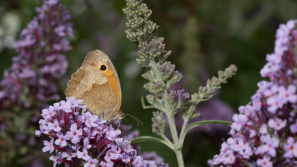 Meadow brown (Maniola jurtina) on blooming summer lilac