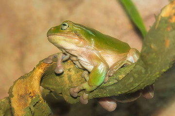 Green tropical frog on a branch, close-up