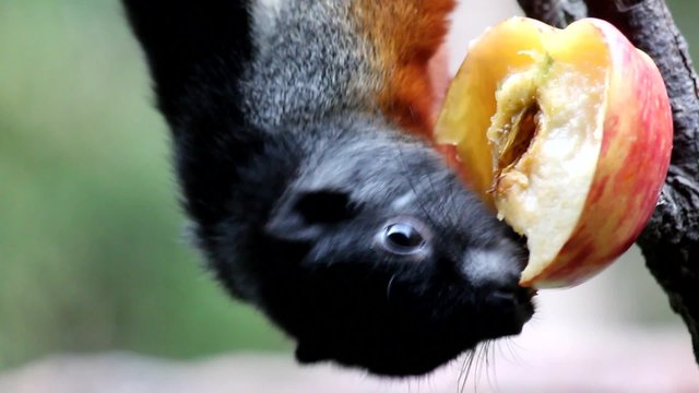 Ardilla de Prevost comiendo una manzana, Primer plano