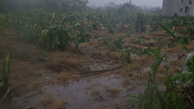 Banana trees destroyed by typhoon slow motion