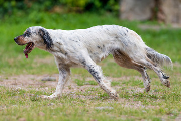 Cane setter inglese che corre  nel campo