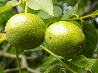 Immature walnuts