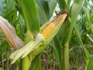 Corn on field