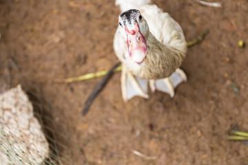 Ducks stand waiting for feed, lunch time