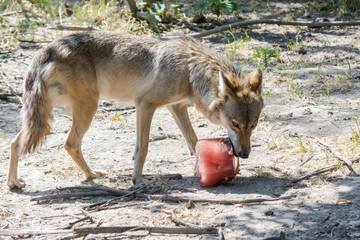 Gray wolf with a bloody ice cream