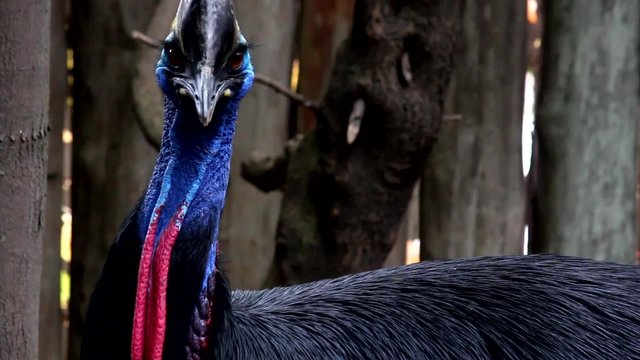 Casuario de Ceram, el ave m&aacute;s grande de Nueva Guinea, Australia. en Zoo.Argentina
Casuario, dos tomas de v&iacute;deo diferentes en un solo archivo 