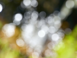 Natural bokeh from forest spring