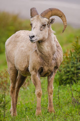Obraz na płótnie Canvas Rocky Mountain Bighorn Sheep (Ovis canadensis)