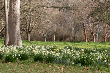 Glade of snowdrops and daffodils in a garden