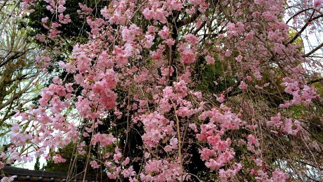 4k, Sakura blossom, Japan