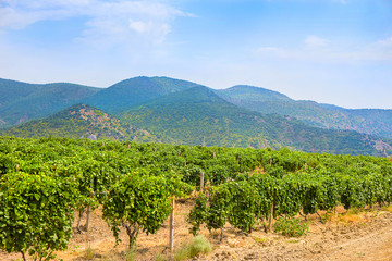 Crimea vineyard against mountains
