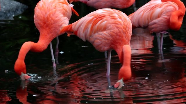 Grupo de flamencos rosados en el zool&oacute;gico. Argentina
Flamencos, dos tomas de video diferentes en un solo archivo