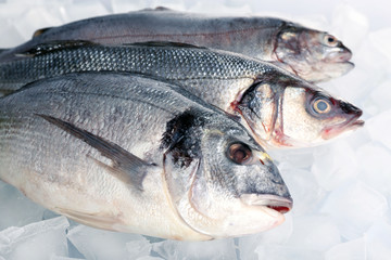 Fresh fishes on ice background