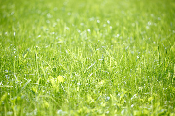 Fototapeta na wymiar grass at the park
