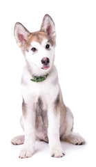 Cute Malamute puppy sitting isolated on white