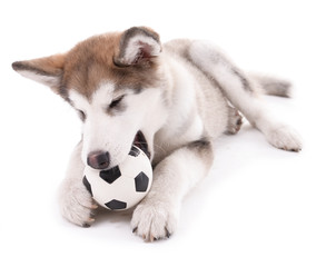 Cute Malamute puppy playing with ball isolated on white